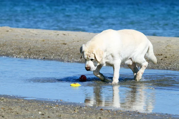 El labrador amarillo jugando en el mar — Foto de Stock