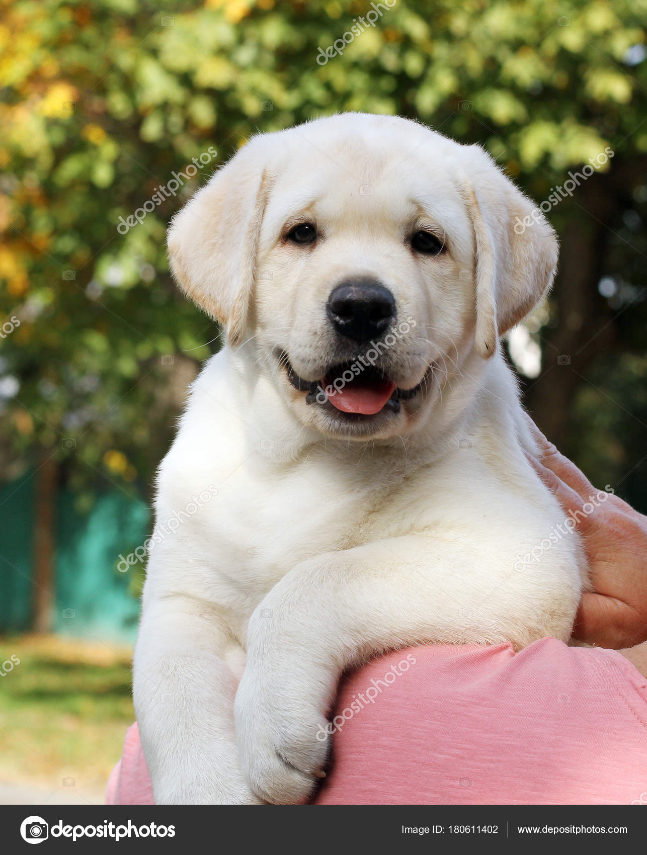 cute little labrador puppies