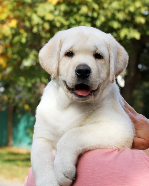 Cute little labrador puppy in the park in autumn — Stock Photo, Image