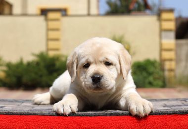 kırmızı bir arka plan üzerinde köpek labrador yavrusu