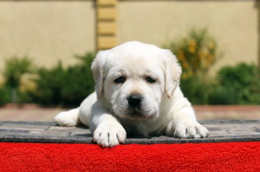 labrador yavrusu kırmızı bir arka plan üzerinde