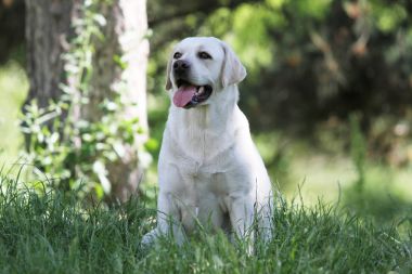 parkta sevimli sarı labrador