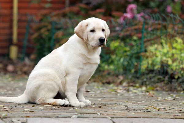 De schattige kleine labrador pup in het park in het najaar — Stockfoto