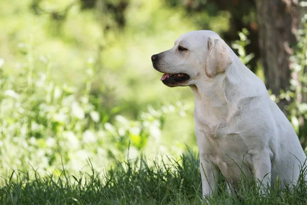 Roztomilý žlutý labrador v parku — Stock fotografie