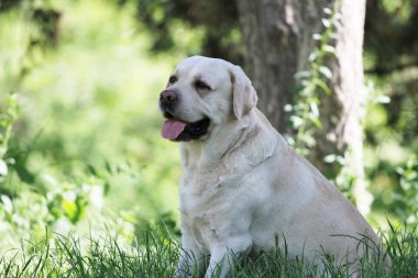 parkta sevimli sarı labrador