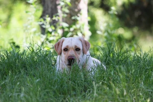 Schattige gele labrador in het park — Stockfoto