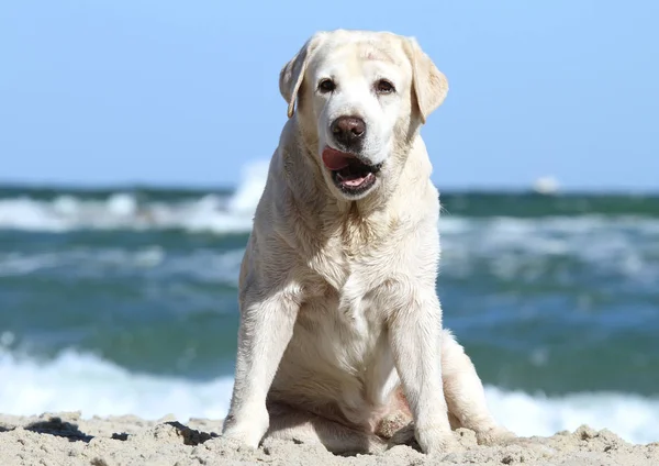 Gele labrador spelen op het zee-portret — Stockfoto