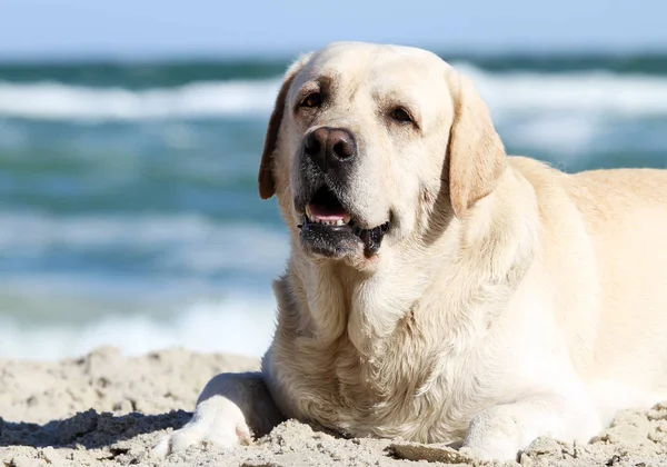 Gele cute labrador spelen op het zee-portret — Stockfoto
