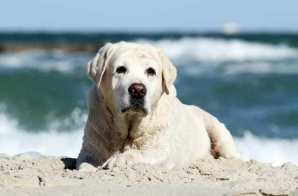 Een gele labrador spelen op het zee-portret — Stockfoto
