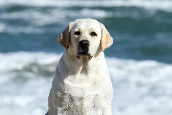 Un labrador amarillo lindo jugando en el retrato del mar —  Fotos de Stock