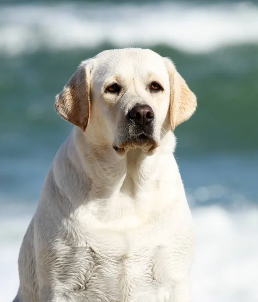 Un lindo labrador amarillo adorable jugando en el retrato del mar —  Fotos de Stock