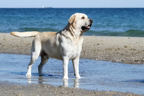 The yellow lovely cute labrador playing at the sea portrait Stock Picture