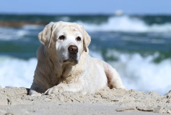 Een gele labrador spelen op het zee-portret — Stockfoto