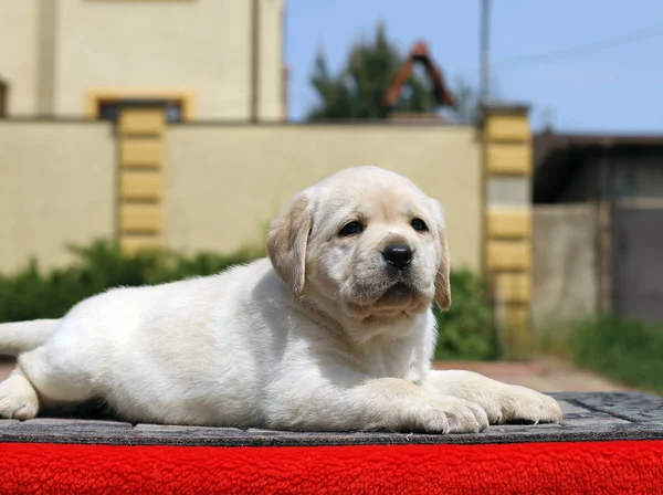 Labrador yavrusu kırmızı bir arka plan üzerinde — Stok fotoğraf