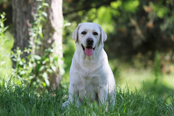Cute yellow labrador in the park — Stock Photo, Image