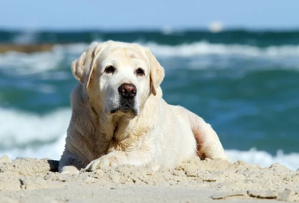 Yellow labrador, grając na portret morza — Zdjęcie stockowe