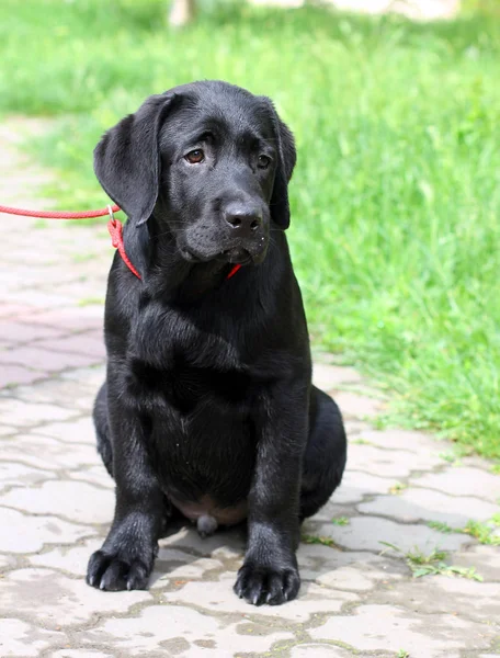 En lille sort labrador hvalp om sommeren - Stock-foto