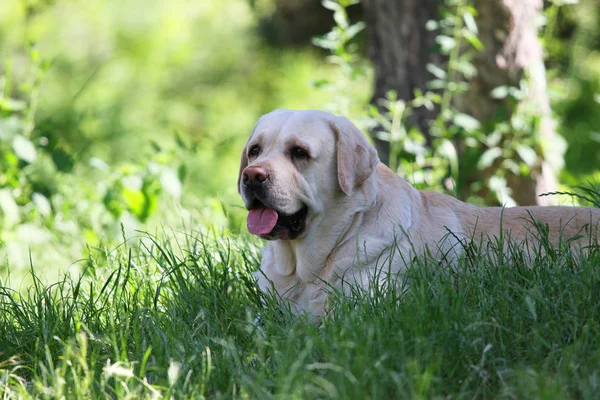 Een schattige gele labrador in het park — Stockfoto