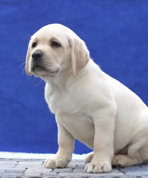 Um filhote de cachorro pequeno labrador em um fundo azul — Fotografia de Stock