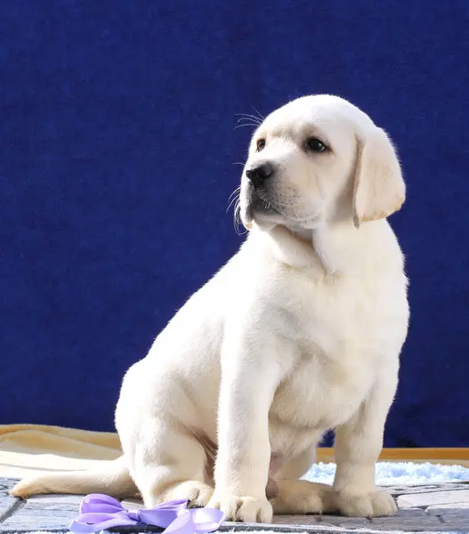 Un pequeño perrito labrador lindo sobre un fondo azul —  Fotos de Stock