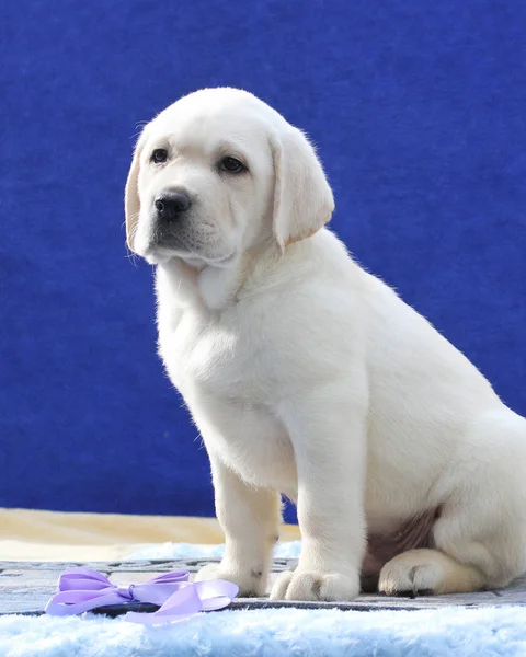 Piccolo bel cucciolo labrador su uno sfondo blu da vicino — Foto Stock