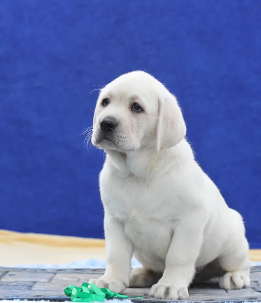 Malé roztomilé štěně labrador na modrém pozadí — Stock fotografie