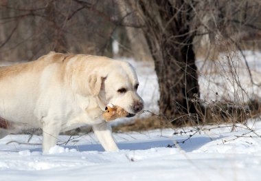 bir sarı labrador kışın karda bir oyuncakla