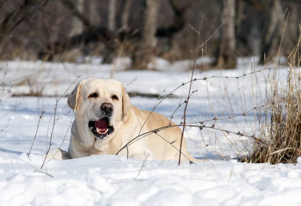 Un lindo labrador amarillo en invierno en retrato de nieve —  Fotos de Stock