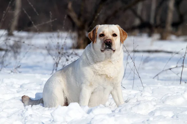 Een gele labrador in de winter in de sneeuw portret — Stockfoto