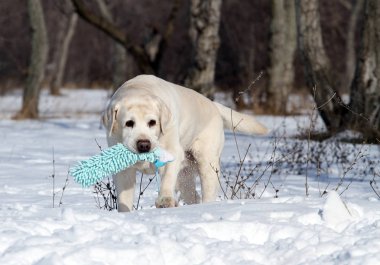 Sarı labrador kışın karda bir oyuncakla