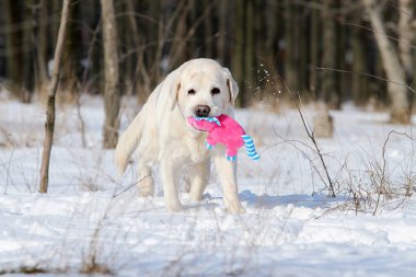 Kışın sarı labrador bir oyuncakla karda