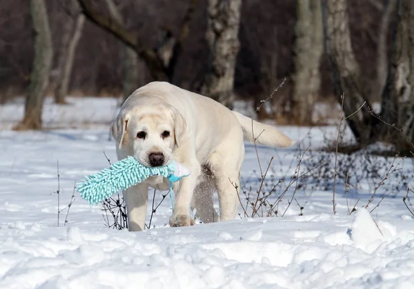 Yellow labrador zimą w śniegu z zabawką — Zdjęcie stockowe
