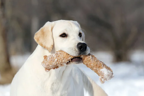 El lindo labrador amarillo en invierno en nieve con un juguete —  Fotos de Stock