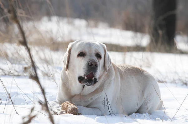 El lindo labrador amarillo en invierno en retrato de nieve —  Fotos de Stock