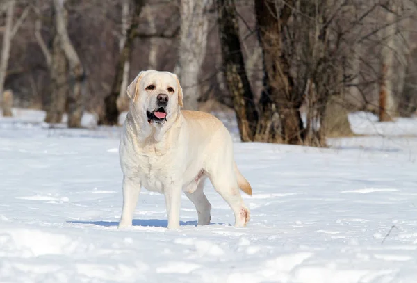 A yellow labrador in winter in snow portrait Stock Image