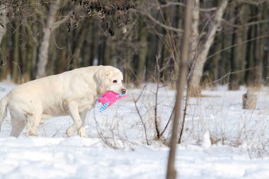 sevimli sevimli sarı labrador kışın karda bir oyuncakla