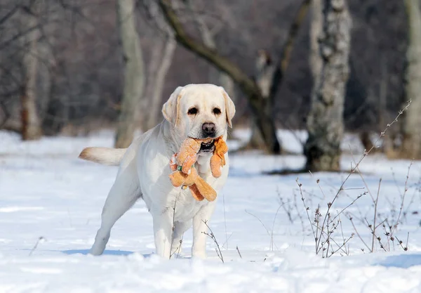 De gele labrador in de winter in de sneeuw met een speeltje — Stockfoto