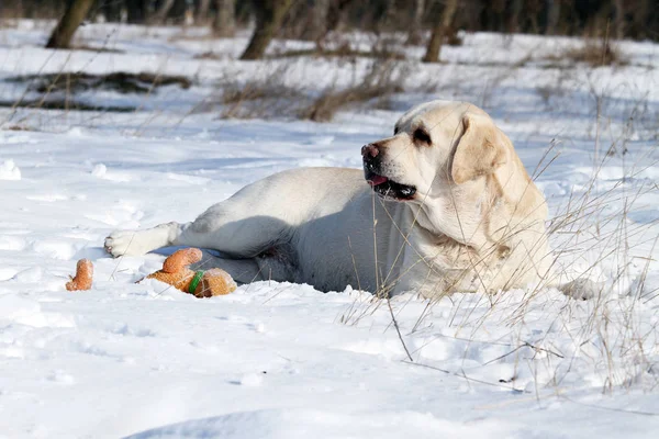 Ładny żółty labrador zimą w śniegu z zabawką — Zdjęcie stockowe