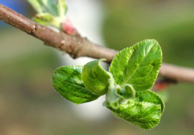 Apple küçük yaprakları makro