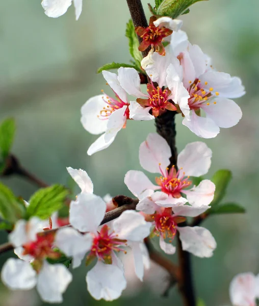 De bloei voelde (Chinese) cherry Macro — Stockfoto