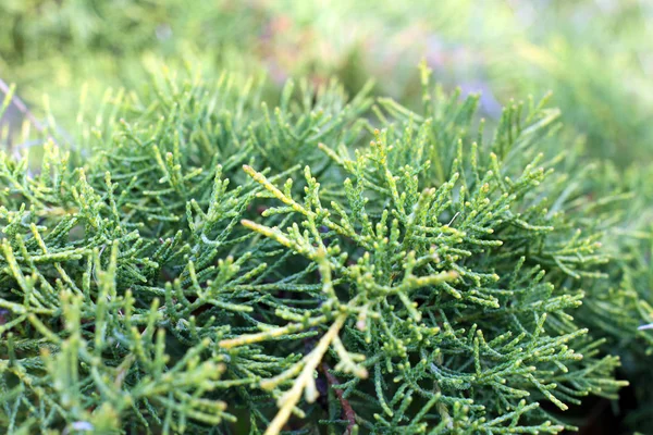 Juniper horizontal Prince of Wales — Stock Photo, Image