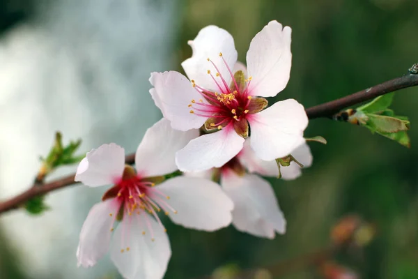 Jonge perzik tak met lente bloemen macro — Stockfoto