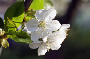 Beyaz kiraz çiçekleri makro