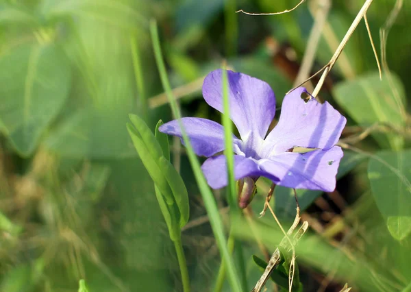 Floresta flor violetas close-up — Fotografia de Stock