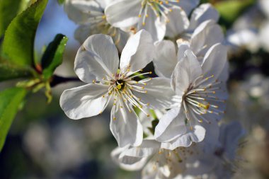 Beyaz kiraz çiçekleri makro