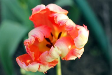 Hollandalı papağan Lale makro