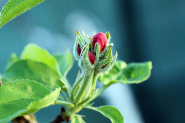 Tiny Red Apple Tree Bud na primavera — Fotografia de Stock