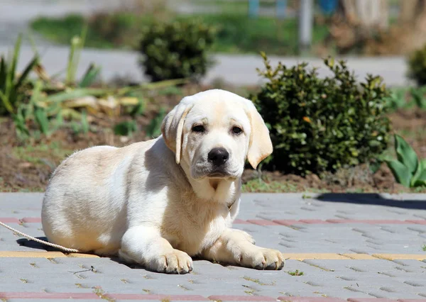 坐在公园的小可爱黄色拉布拉多犬 — 图库照片