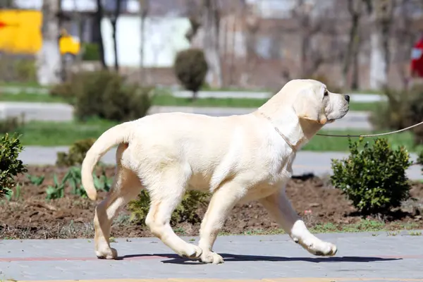Een Kleine Gele Labrador Pup Zit Het Park — Stockfoto