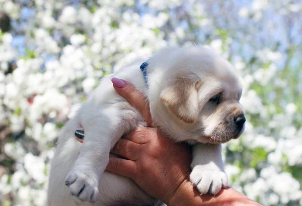 A little labrador puppy in the park in spring — Stock Photo, Image